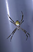Australian Wasp spider