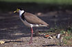 Masked Lapwing with young