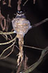 Photo ofGrey Fantail (Rhipidura fuliginosa). Photographer: 
