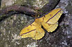 An australian emperor moth - male on bark