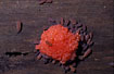 Woodlice attracted to a peculiar red fungus