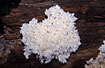 White fungus in the rainforest