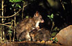 Photo ofRed-necked Pademelon (Thylogale thetis). Photographer: 