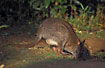 Pademelon grazing in the afternoon