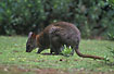 Photo ofRed-necked Pademelon (Thylogale thetis). Photographer: 