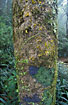 Rainforest tree with many lichens and mosses due to the moisty air