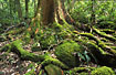 Large mosscovered root system from rainforest tree