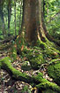 Large moss covered root system from rainforest tree