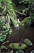 Stream and little waterfall in the rainforest