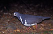 Photo ofWonga Pigeon (Leucosarcia melanoleuca). Photographer: 
