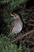 Photo ofRegent Bowerbird (Sericulus chrysocephalus). Photographer: 