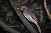 Juvenile Regent Bowerbird