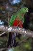 Foto af Australsk Kongeparakit (Alisterus scapularis). Fotograf: 