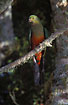 Photo ofAustralian King Parrot (Alisterus scapularis). Photographer: 