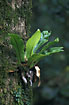 Birds-nest Fern (Asplenium sp.): an epiphytic fern