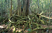 Photo ofFig (Ficus sp.). Photographer: 