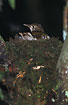 Photo ofOlive-tailed Thrush/Bassian Thrush (Zoothera lunulata). Photographer: 
