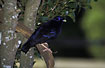 Satin Bowerbird - male