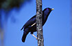 Photo ofSatin Bowerbird (Ptilonorhynchus violaceus). Photographer: 
