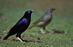 Satin Bowerbird - male with female in the back