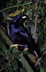 Photo ofSatin Bowerbird (Ptilonorhynchus violaceus). Photographer: 