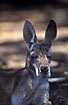 Photo ofRed Kangaroo (Macropus rufus). Photographer: 