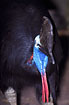 Southern Cassowary (captive animal)