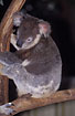 Young Koala (captive animal)
