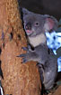 Koala (captive animal)