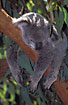 Koala dazing in the heat of the day (captive animal)