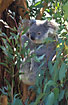 Koala in a eucalypt tree (captive animal)