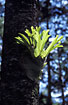 Staghorn Fern (Platycerium sp.) in the rainforest