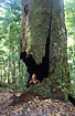 Woman looking up into a hollow rainforest tree