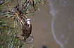 Osprey in tree at the sea