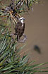 Osprey in a tree