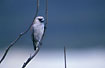 Photo ofBlack-faced Woodswallow (Artamus cinereus). Photographer: 