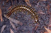 A giant centipede