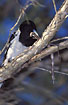 Pied Butcherbird struggling with a giant leaf insect (Ctenomorphodes sp.)