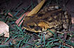 Photo ofCane Toad (Bufo marinus). Photographer: 