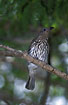 Photo ofGreen Figbird (Sphecotheres viridis). Photographer: 