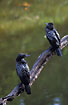 Photo ofLittle Black Cormorant (Phalacrocorax sulcirostris). Photographer: 