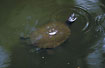 A snapping turtle pocking its nose up through the murky water