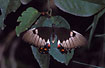 Foto af  (Papilio aegeus aegeus). Fotograf: 