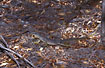 Photo ofLace Monitor (Varanus varius). Photographer: 