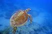 A green turtle searching for food in the coral filled water