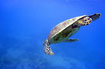 A green turtle diving to the bottom in the coral filled water