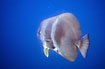 Photo ofTeira Batfish (Platax teira). Photographer: 
