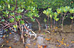 Mangrove trees (Rhizophora sp.)