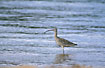 A Curlew with an extremely long bill