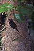 Photo ofMetallic Starling (Aplonis metallica). Photographer: 